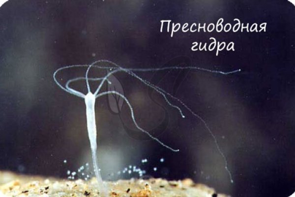 Kraken даркнет что это